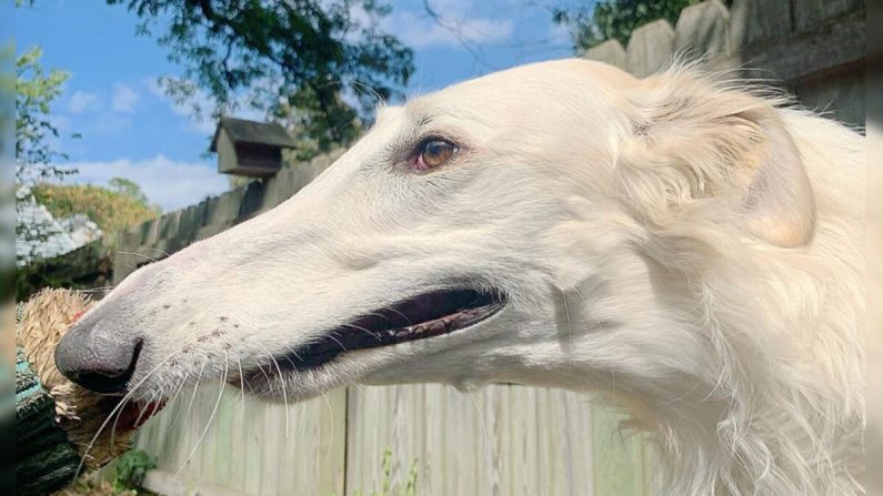 (Avec l'aimable autorisation du profil Instagram Eris The Borzoi)