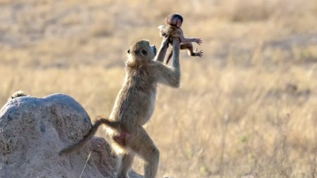 Le Roi lion dans la vraie vie : un babouin tient un bébé singe comme celui qui tenait Simba dans le film Disney