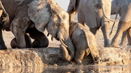 Une vidéo réconfortante montre comment des éléphants ont sauvé un éléphanteau ayant glissé dans un trou d’eau