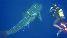 Des plongeurs sous-marins libèrent un requin-baleine ayant une corde autour du cou, le requin les remercie