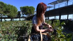 Vendanges, fruits et légumes : 34.000 postes à pourvoir dont 3.000 CDI dans le Grand Est