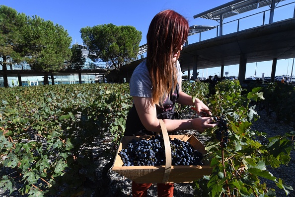 Les vendanges. Photo de MEHDI FEDOUACH / AFP via Getty Images.