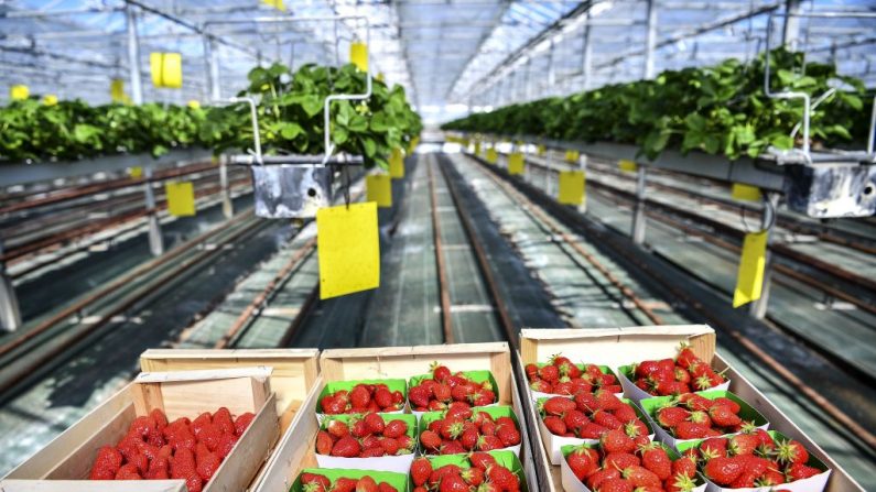 Des fraises ramassées dans une serre à Saint-Pryve-Saint-Mesmin près d'Orléans, dans le centre de la France, le 25 mars 2020. (Photo by CHRISTOPHE ARCHAMBAULT/AFP via Getty Images)