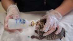 Nice : des chatons jetés depuis un balcon à plusieurs reprises, l’auteur des faits recherché