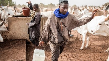 Covid-19, mauvaise étoile des bergers peuls du Sénégal