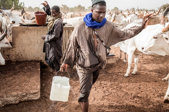 -Les éleveurs peuls transportent des seaux d'eau d'un puits pour que leur bétail les boive à Dolly le 30 mai 2020. Dolly est une réserve pastorale où les pasteurs peuls peuvent venir se réfugier avant de repartir vers le nord dès les premières pluies. Photo par JOHN WESSELS / AFP via Getty Images.