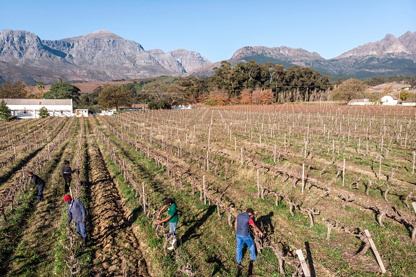 -Des travailleurs taillent un vignoble à la cave Nabygelegen à Wellington près du Cap le 17 juin 2020. Photo de MARCO LONGARI / AFP via Getty Images.