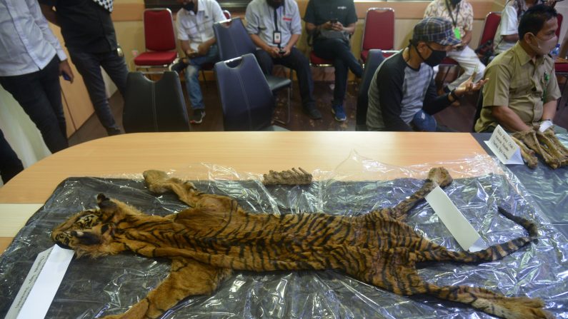 -La police indonésienne et l'Agence de conservation ont procédé à l’arrestation de trafiquants de tigre de Sumatra le 22 juin 2020. Photo de Muhammad AZKA / AFP via Getty Images.