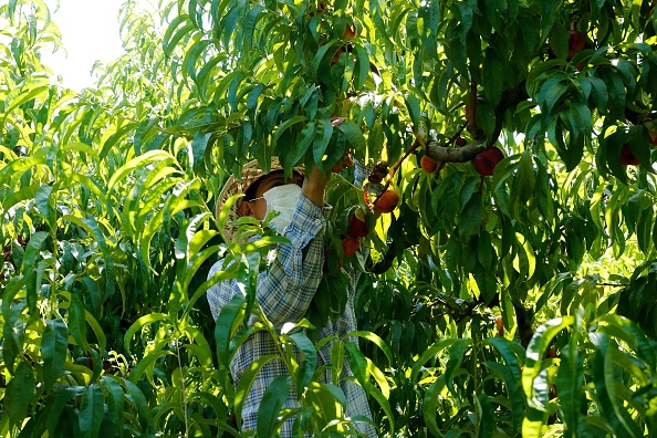 -Illustration- Des travailleurs saisonniers bulgares portant des masques travaillent sur un champ de nectarines plates le 25 juin 2020. Photo by PAU BARRENA/AFP via Getty Images.