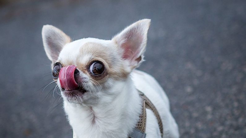 Un chihuahua (Photo: FRANK RUMPENHORST/DPA/AFP via Getty Images)