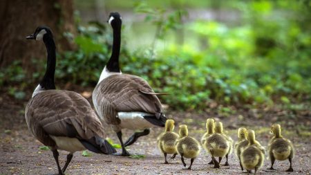 Canada : une oie prend sous son aile 47 poussins