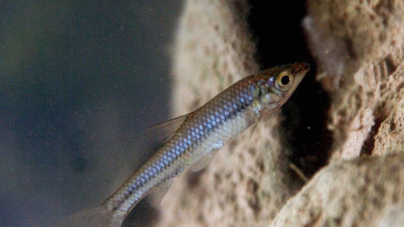 Illustration - Un poisson indigène de Taïwan de 4 cm, Pseudorasbora parva (Photo SAM YEH/AFP via Getty Images)