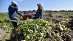 Bouches-du-Rhône : 250 tests de dépistage positifs au coronavirus parmi les travailleurs agricoles saisonniers