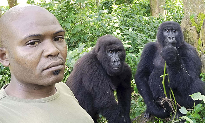 Le gardien Patrick Sadiki Karabaranga et quelques-uns de ses amis gorilles se réunissent pour un selfie au parc national des Virunga à Rumangabo. (Caters News)