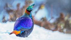 Rencontre avec le lophophore resplendissant, ces oiseaux de montagne arborent un plumage multicolore saisissant