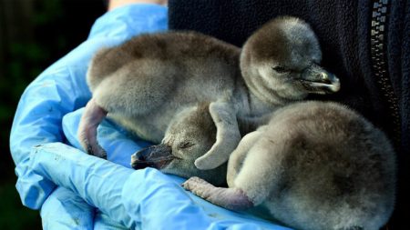 Un supermarché adopte des manchots de Humboldt au zoo de Chester au Royaume-Uni afin de leur éviter une fermeture définitive