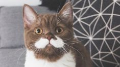 Un chaton avec une adorable moustache blanche et un smoking gagne 60.000 admirateurs sur Instagram