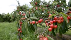 Drôme : un arboriculteur les surprend en train de voler ses fruits – il les filme et publie la vidéo sur les réseaux sociaux