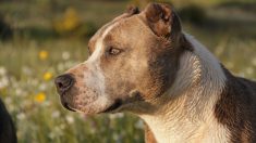 Gard : un pitbull attaque trois femmes dans les rues de Villeneuve-lès-Avignon