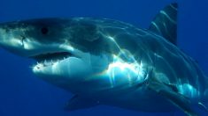 Italie : un grand requin blanc de 5 mètres filmé au large de l’île de Lampedusa