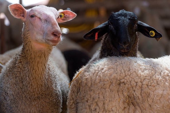 Photo d'illustration. Crédit : THIERRY ZOCCOLAN/AFP via Getty Images.