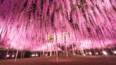 Cette immense glycine du Japon, vieille de près de 150 ans, ressemble à un nuage rose