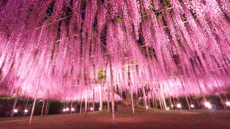 Cette immense glycine du Japon, vieille de près de 150 ans, ressemble à un nuage rose