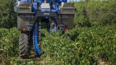 Les deux mains du viticulteur grièvement blessé en Gironde sont sauvées