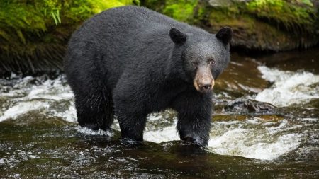 Une femme californienne se défend d’une attaque d’ours avec son ordinateur portable