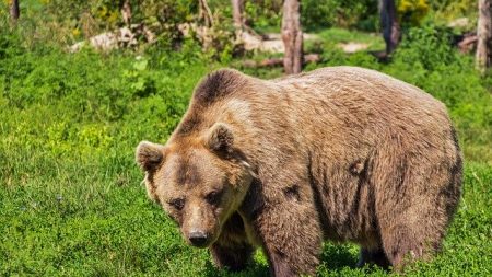 Ariège : un ours a été abattu par balles – «Cet acte est illégal et profondément condamnable»