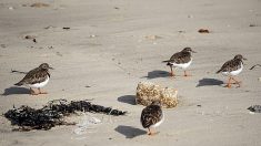 Des plages fermées pour protéger le gravelot, un oiseau en danger avec le déconfinement