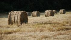 Drôme : un ouvrier agricole meurt écrasé par une botte de paille