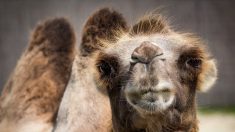 Insolite : un chameau de 2 mètres de haut au bord de la nationale entre Lorient et Rennes