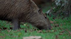 Nord : le capybara présent depuis un an est décédé lors d’une tentative de capture