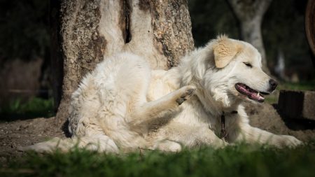 Hauts-de-Seine : des chiens se font les crocs sur les arbres de Gennevilliers, la mairie porte plainte