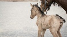 Bretagne : une jument donne naissance à des jumeaux, qui ont tous deux survécu