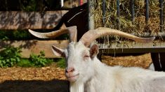 Bretagne : quand un jeune chevreuil se prend d’amitié pour un vieux bouc…