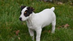 Yvelines : les pompiers sauvent un chien coincé dans la galerie d’un terrier