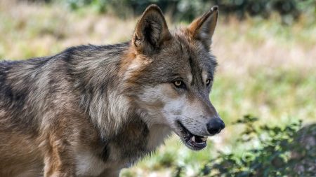 Un loup photographié en Belgique, non loin de la frontière avec la France