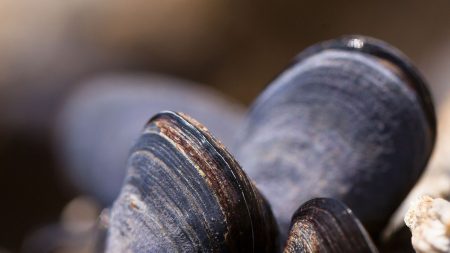 Les moules de Charente-Maritime interdites à la vente temporairement