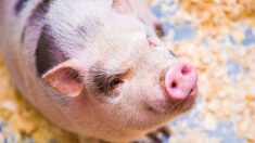 Rennes : elle promène son cochon en laisse en plein centre-ville sous le regard médusé des passants