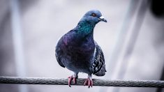 Inde : un pigeon soupçonné d’être un espion du Pakistan est finalement libéré