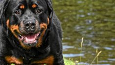 Marne: deux rottweilers mordent gravement une fillette de 7 ans et son père