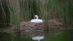 Des adolescents lapident un nid de cygne avec des briques, la maman cygne meurt de chagrin