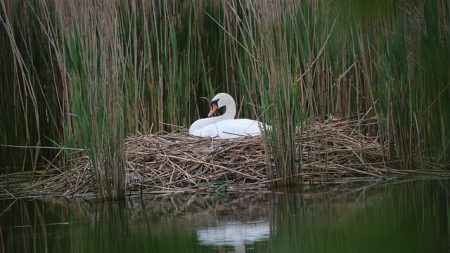 Des adolescents lapident un nid de cygne avec des briques, la maman cygne meurt de chagrin