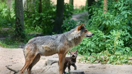 Isère: un randonneur fait une rencontre «magique» avec ce qu’il pense être un louveteau et partage les images qu’il a filmées