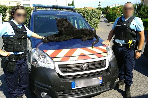 Crédit : Gendarmerie nationale des Pyrénées-Orientales. 