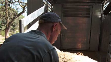 Plus de 200 moutons maltraités ont été retirés à leur propriétaire