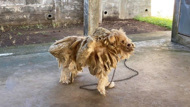 Âgé de six ans et demi, le canidé présentait plusieurs kilos de dreadlocks. Crédit : Courtoisie de la SPA de la Réunion. 