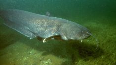 Lyon: il pêche un silure gigantesque dans les eaux du Rhône, un « véritable monstre »